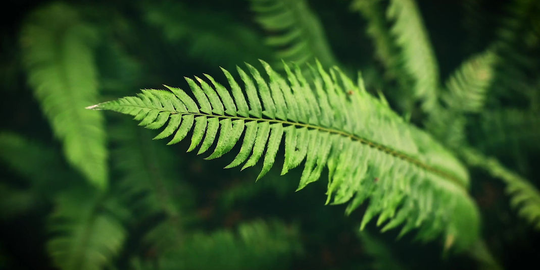 Responsabilità sociale