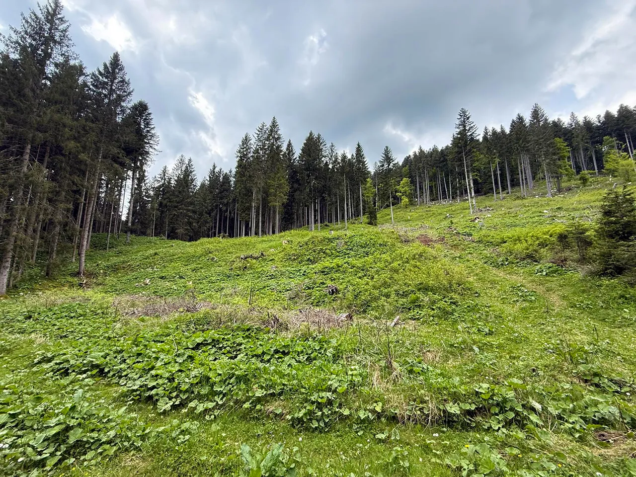 Rimboschimento di un’area danneggiata dalla tempesta Vaia